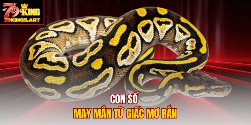 Mơ Thấy Rắn Đánh Con Gì? Ý Nghĩa Và Con Số May Mắn Nhất